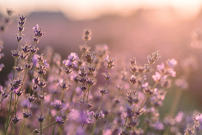 Lavendel