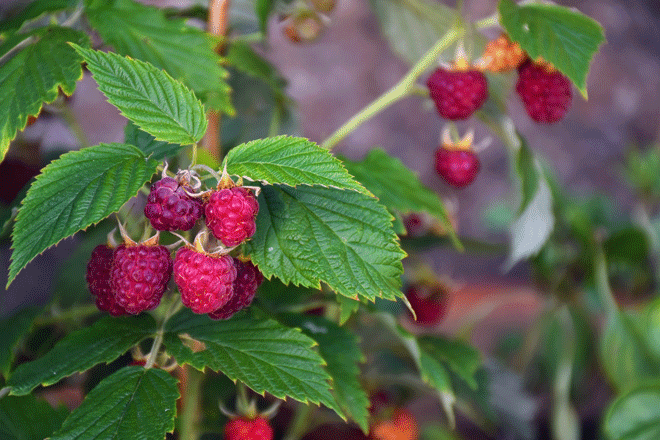 Rouge framboise